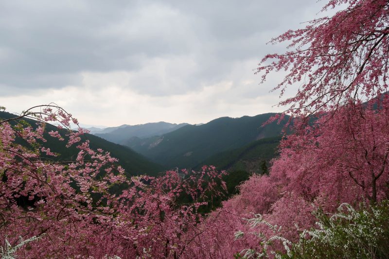 絶景 千本のしだれ桜 天空に浮かぶ庭 奈良県東吉野の高見の郷 ｏｌみつばちの週末ｂｌｏｇ